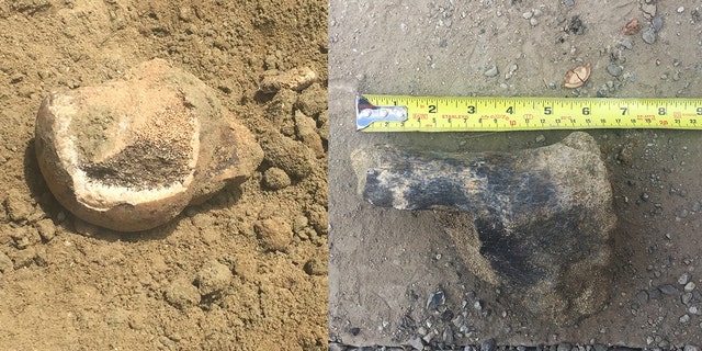 A transit project in L.A. recently unearthed fossils from long-extinct ice age animals — a femur head from a giant ground sloth (left) and part of a leg bone from a bison (right).