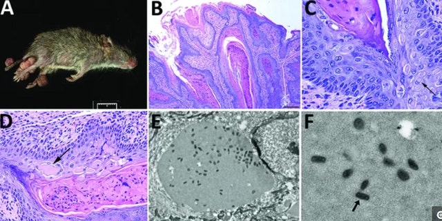 A newfound poxvirus, dubbed "Brazospox virus," was recently discovered in Texas rodents. Above, an image of an infected rodent with large skin lesions on its legs and tail (A); images of the skin lesions under a microscope, with arrows showing aggregates of viral proteins (B-D); images of the virus particles, which have a "brick-shape" appearance (E-F).