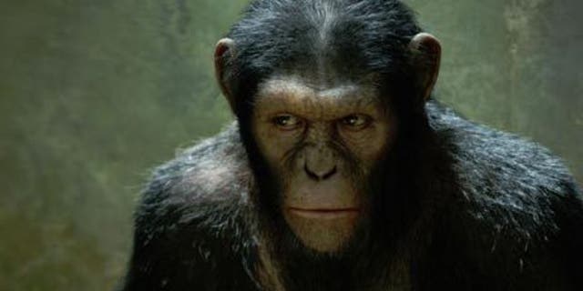 Monkey Business: The All-Time Smartest Apes | Fox News