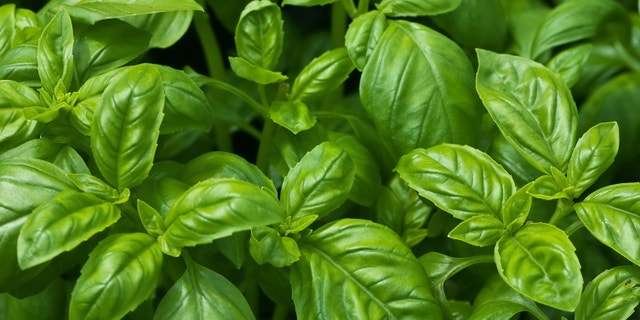 Fresh growing organic basil