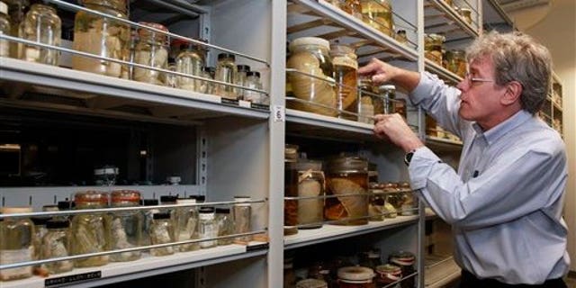 July 20: Jonathan Coddington, Associate Director for Research and Collections at the Museum of Natural History, looks through some of the invertebrate specimens at the Smithsonian Museum Support Center, in Suitland, Md. The museum complex holds a complete set of the invertebrate species that live in the Gulf of Mexico. (AP)