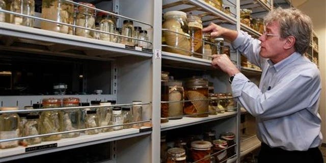 July 20: Jonathan Coddington, Associate Director for Research and Collections at the Museum of Natural History, looks through some of the invertebrate specimens at the Smithsonian Museum Support Center, in Suitland, Md. The museum complex holds a complete set of the invertebrate species that live in the Gulf of Mexico. (AP)