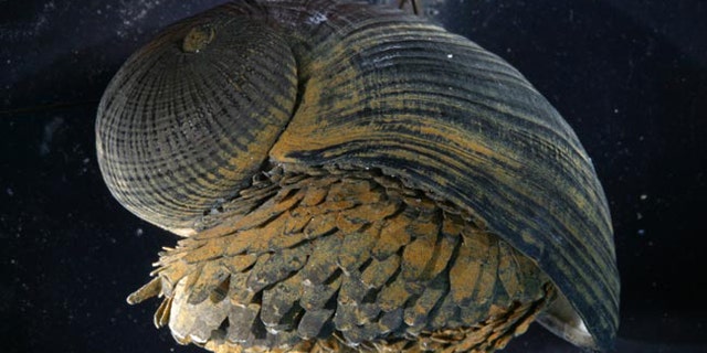 The shell of the "scaly-foot" snail, shown here, has a unique structure that may provide clues for designing improved body armor, a new study suggests.