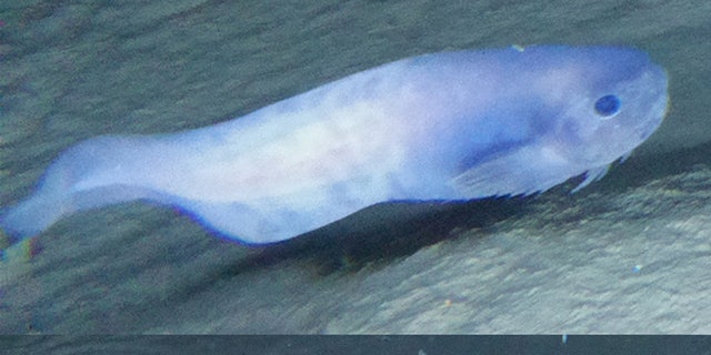 Scientists discovered three new species of snailfish about 5 miles below the ocean's surface.