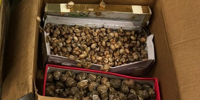 A package of of snails was found near Philadelphia International Airport on June 2, 2017, by U.S. Customs and Border Protection agriculture specialists.