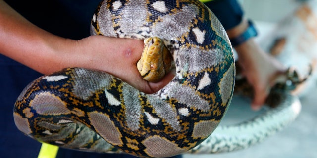 In this Nov. 3, 2017, photo, fireman Phinyo Pukphinyo holds a python on garage roof in Bangkok, Thailand.