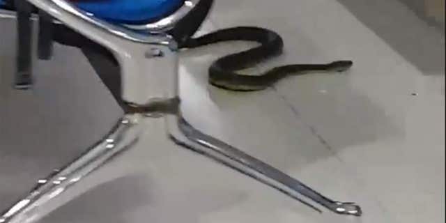 Passengers waiting at the Daniel Z Romualdez Airport were confronted by the reptile in the airport’s main terminal.