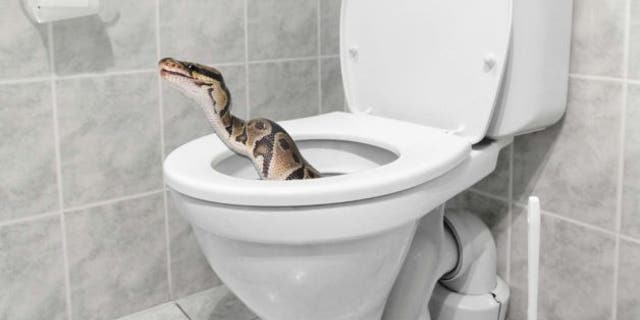 snake-in-toilet