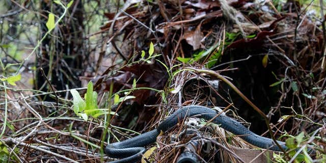A southern black racer snakes slithers across a sniper's rifle.