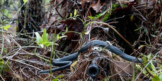 A southern black racer snakes slithers across a sniper's rifle.