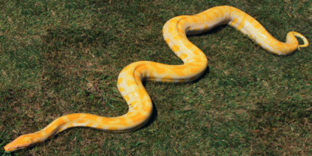 This 17-foot python has gone missing in northern Alaska. Matanuska-Susitna Borough Animal Care Department