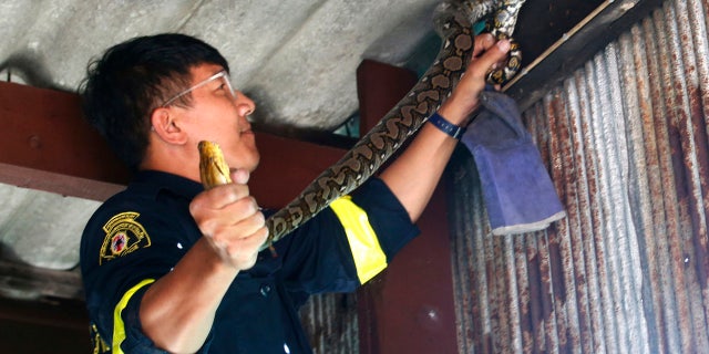 In this Nov. 3, 2017, photo, fireman Phinyo Pukphinyo catches a python on a garage roof in Bangkok, Thailand.