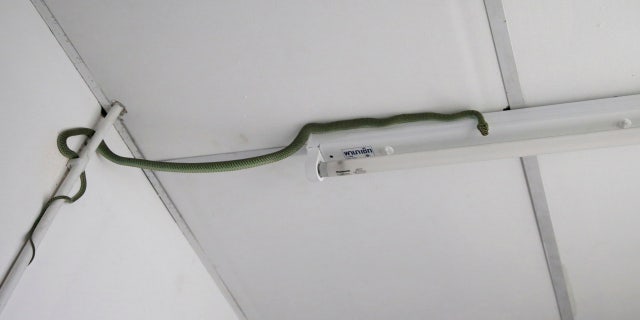 In this Nov. 3, 2017, photo, golden tree snake is seen at a restroom of a house in Bangkok, Thailand.
