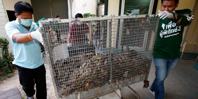 In this Nov. 2, 2017, photo, Department of National Parks and Wildlife officers prepare python to load into trucks in Bangkok, Thailand to release in the wild.