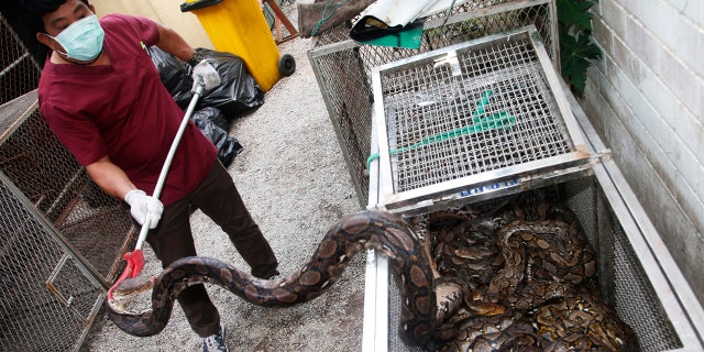 In this Nov. 2, 2017, photo, an officer of Department of National Parks and Wildlife prepares python in Bangkok, Thailand to release in the wild.