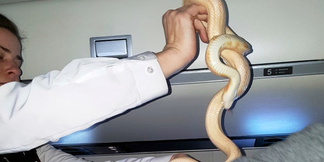 In this Sunday, March 19, 2017 photo, a flight attendant places a snake into a plastic trash bag on a Ravn Alaska flight between Aniak, Alaska and Anchorage.