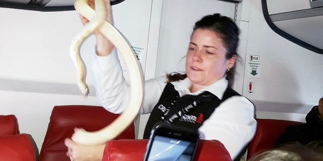 In this Sunday, March 19, 2017 photo, a flight attendant holds a snake found on a Ravn Alaska flight between Aniak, Alaska and Anchorage.