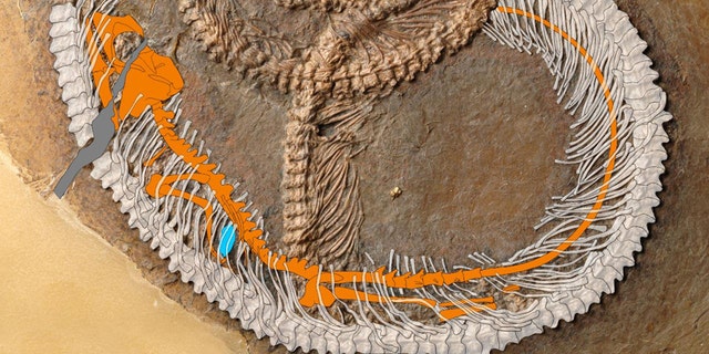 The lizard is shown in orange, and the insect in blue.