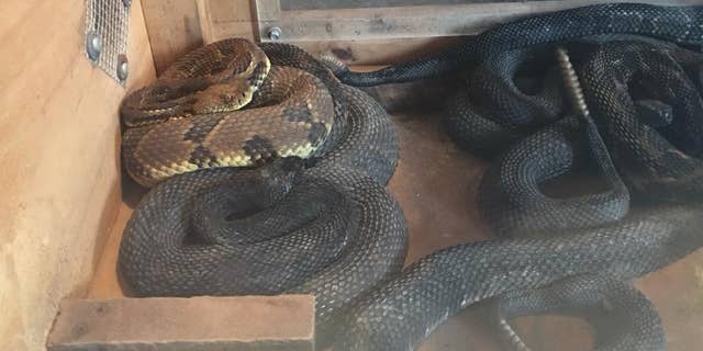 The man, who has not yet been named, was arrested and charged after officials found 17 rattlesnakes in his home.