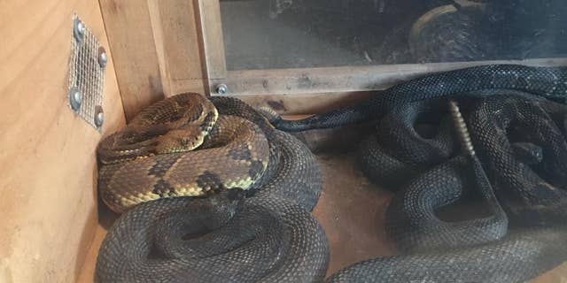 The man, who has not yet been named, was arrested and charged after officials found 17 rattlesnakes in his home.