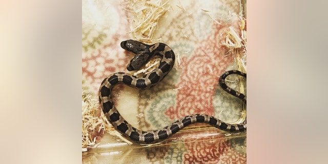 The western rat snake has a genetic deformity