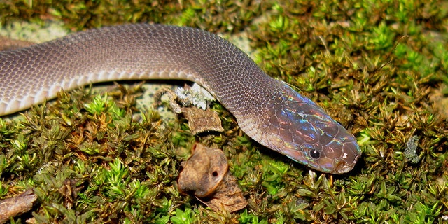 Parafimbrios lao, the rainbow-headed snake discovered in Laos that resembles David Bowie’s Ziggy Stardust (Alexandre Teynié).