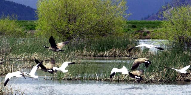 May 9, 2005: Snow geese and Canada geese preparing to land on marsh at the Lower Klamath National Wildlife Refuge near Merrill, Ore.