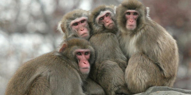 Four snow monkeys huddle together on a cold winter day, Thursday, Dec. 15, 2005 at the Central Park Zoo in New York.   (AP Photo/Mary Schwalm)