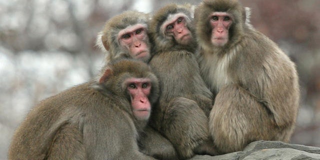 Four snow monkeys huddle together on a cold winter day, Thursday, Dec. 15, 2005 at the Central Park Zoo in New York. (AP Photo/Mary Schwalm)