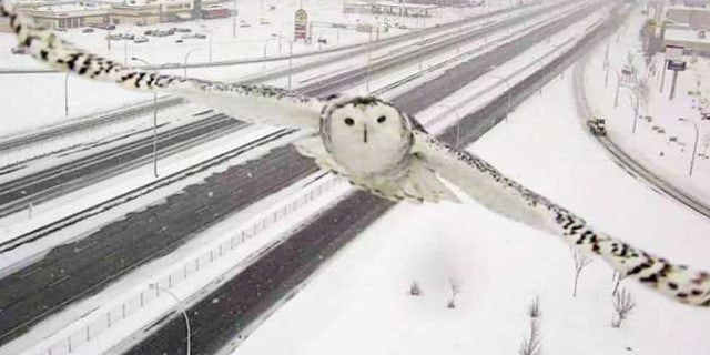 Snowy owl flys past Montreal traffic cam. (Quebec Transport Minister Robert Poëti)