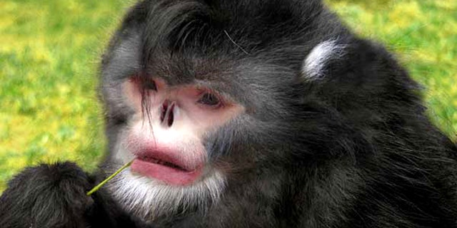 A Photoshop reconstruction of the new snub-nosed monkey, based on a Yunnan snub-nosed monkey and a carcass of the newly discovered species.