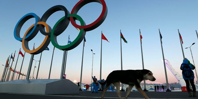 Feb. 3, 2014: A stray dog walks past the Olympic Rings in Olympic Park, three days before the start of the 2014 Winter Olympics 2014, in Sochi, Russia.