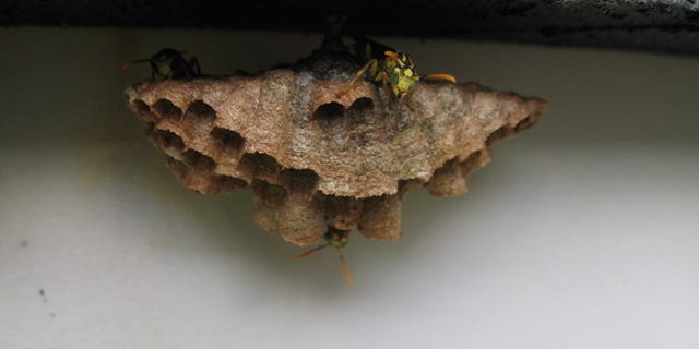 A small nest built by wasps (<i>Mischocyttarus mexicanum</i>) in Costa Rica. These wasps have small colonies, and may be a transition species between solitary and social wasps, researchers said.