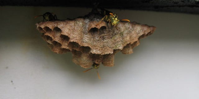 A small nest built by wasps (<i>Mischocyttarus mexicanum</i>) in Costa Rica. These wasps have small colonies, and may be a transition species between solitary and social wasps, researchers said.