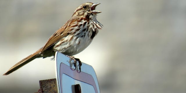 A male song sparrow sings on the Virginia Tech campus.