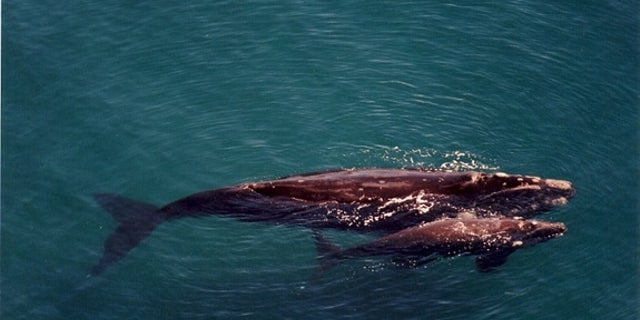 A mother and calf pair of southern right whales in the waters of coastal Patagonia.