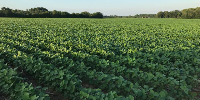 Soybeans grow in a field in Canton, Miss. According to the American Soybean Association, about 1 in 3 rows of soybeans in the United States are exported and sold to China.