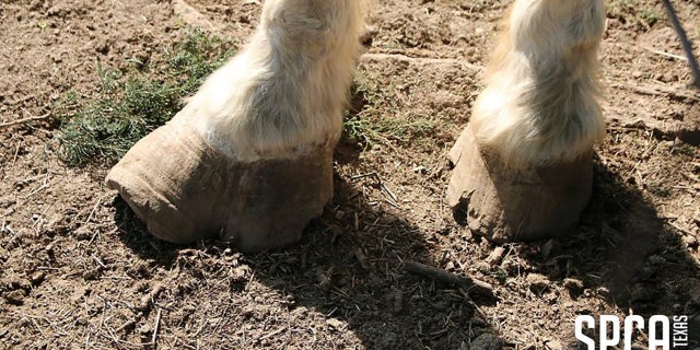 Animals suffered from varying injuries, including cracked and overgrown hooves.