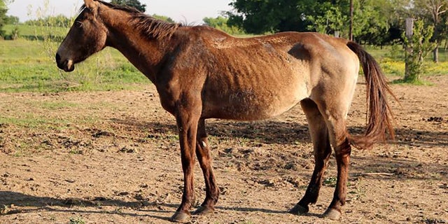 A malnourished horse was one of many animals seized from a property in Canton, Texas on Tuesday.