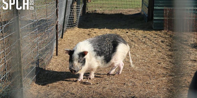 Six pigs were found confined to a tiny wired pen without access to nourishment.