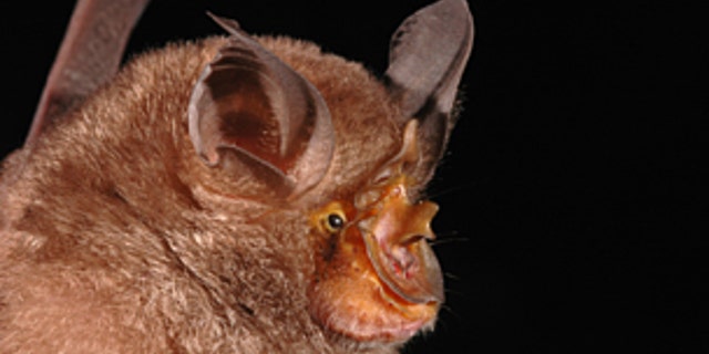 SpeciesBat