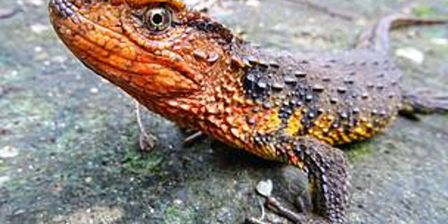 SpeciesLizard2