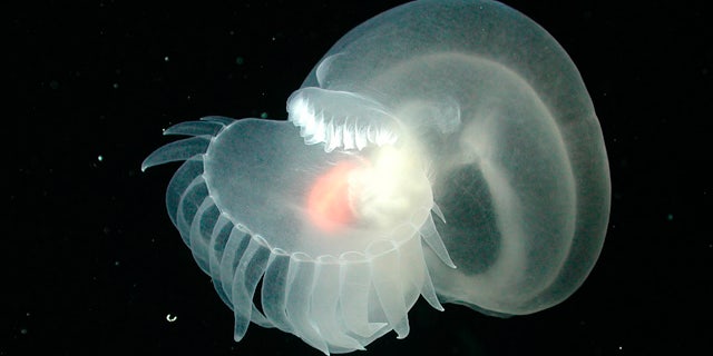 This image, taken in 2002, about one mile deep near a huge underwater volcano near Monterey Bay, provided by NOAA shows this strange marine animal, thought to be a new species that has yet to be described or named.