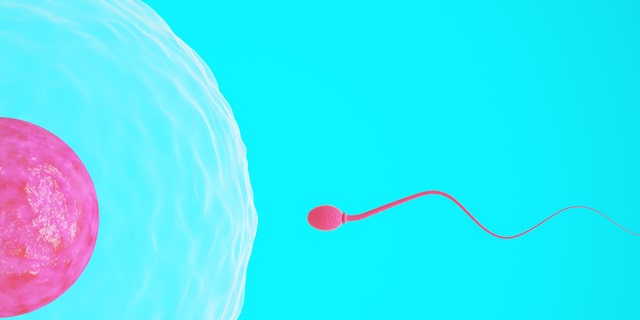 High quality 3D image of a single sperm swimming towards an egg.