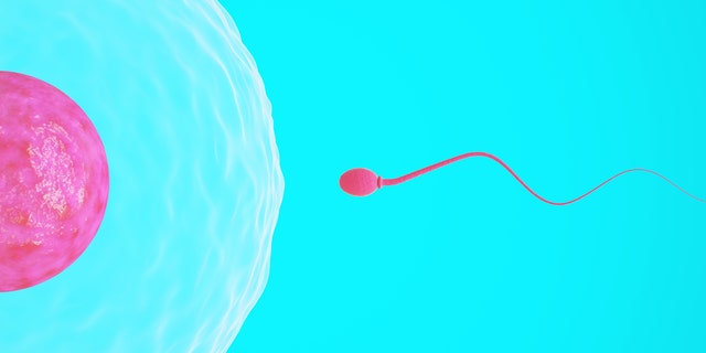 High-quality 3d image of a single sperm swimming towards an egg.