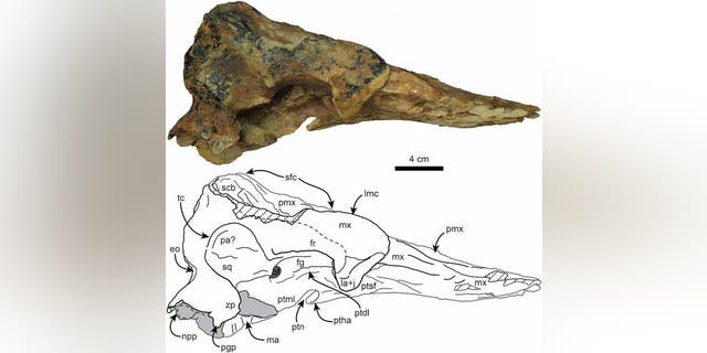 The skull of the newly discovered species of pygmy sperm whale, found in Panama.