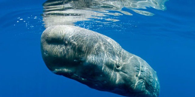 A sperm whale.