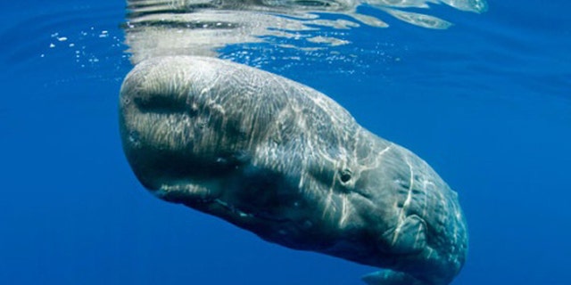 A sperm whale.