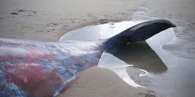 The tail of a dead sperm whale is seen on a beach on Texel Island, The Netherlands, January 13, 2016.