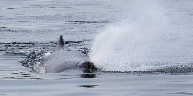 The male sperm whale named "Yukusam" is animated to be about 45 feet long.